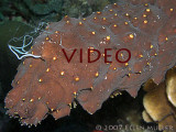 Video - Spawning Sea Cucumber