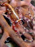 Basket Star Shrimp