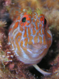 Orangespotted Blenny