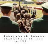 clydesdales.jpg