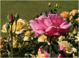 Memorial 3.JPG