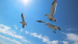 P1020595d.jpg