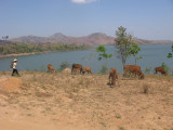 Cattle at the lake