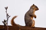 The Lookout