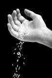 Falling Grains