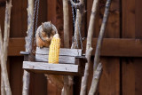 Picnic On The Swing