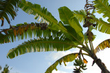 Banana Tree