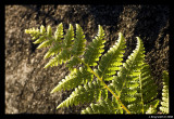 Fern