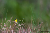 Common Yellowthroat