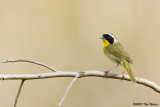 Common Yellowthroat