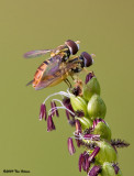 Hover Fly