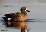 Blue-winged Teal