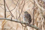 White-throated Sparrow