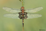 Black Saddlebags