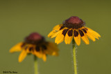 Black-Eyed Susan