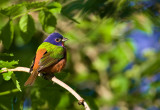 Painted Bunting