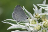 Summer Azure