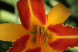 Day Lily