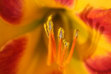 Day Lily