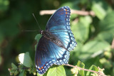 Red-Spotted Purple