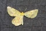 False Crocus Geometer