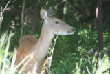 Whitetail Deer