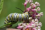 Monarch  Caterpillar
