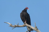 Turkey Vulture