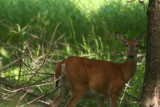 White-tailed  fawn