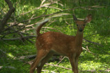 White-tailed fawn