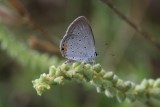 Eastern Tailed-Blue