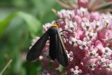 Yellow-collared Scape Moth