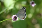 Eastern Tailed-Blue