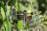 Widow Skimmer (male)