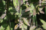 Eastern Pondhawk (female)