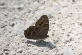 Northern Pearly-Eye