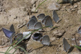 Eastern Tailed-Blues Puddling