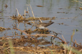 Solitary Sandpiper