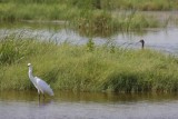 Snowy Egret and White-faced Ibis