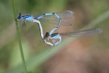 Damselflies Mating