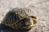 Ornate Box Turtle