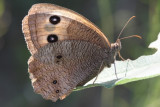 Common Wood-Nymph