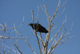 Black Vulture