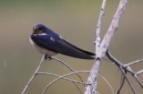 Barn Swallow