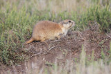 Prairie Dog