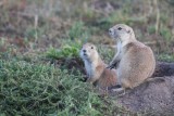 Prairie Dogs