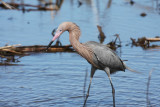 Reddish Egret