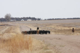 Moving the Cattle
