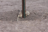 Thirteen-lined Ground Squirrel