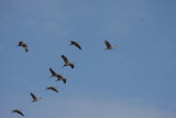 Sandhill Cranes